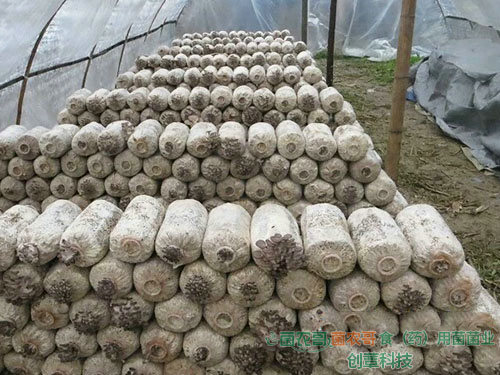 平菇-用多種農作物廢料袋栽