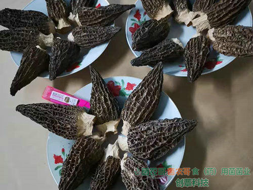 羊肚菌干品