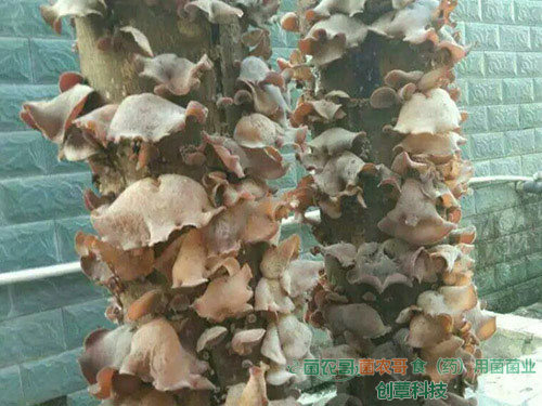 白背木耳椴木傳統栽培