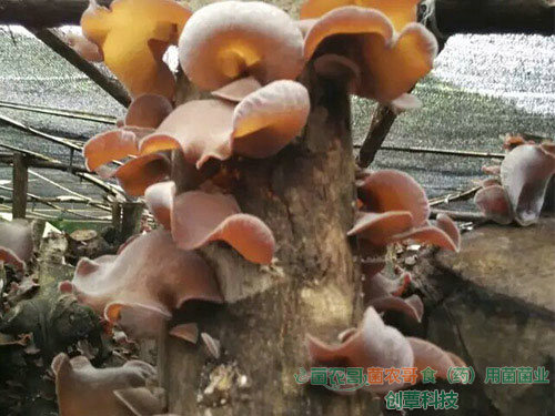白背木耳椴木傳統栽培