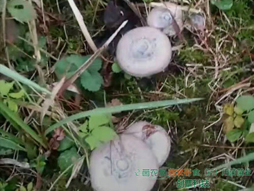 人工種植松乳菇