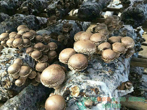 香菇床架栽培 香菇床架栽培