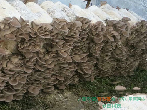 平菇-用多種農作物廢料袋栽 平菇-用多種農作物廢料袋栽