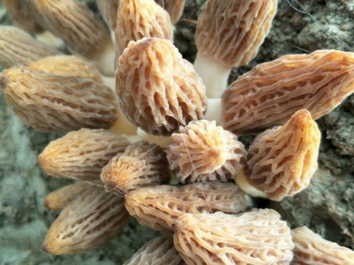 2019年羊肚菌訂購(gòu)菌種開(kāi)始了