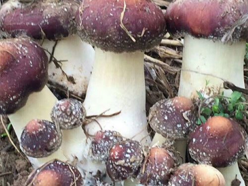 赤松茸種植技術(shù)簡(jiǎn)單
