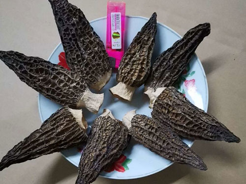 湖南創(chuàng )蕈農業(yè)科技有限公司,懷化食用菌種植銷(xiāo)售,懷化羊肚菌種植銷(xiāo)售,懷化赤松茸種植銷(xiāo)售 湖南創(chuàng )蕈農業(yè)科技有限公司,懷化食用菌種植銷(xiāo)售,懷化羊肚菌種植銷(xiāo)售,懷化赤松茸種植銷(xiāo)售
