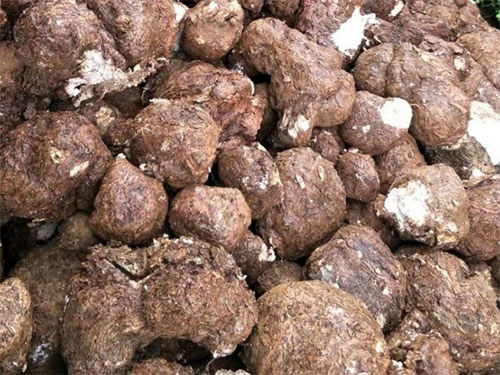 湖南創(chuàng )蕈農業(yè)科技有限公司,懷化食用菌種植銷(xiāo)售,懷化羊肚菌種植銷(xiāo)售,懷化赤松茸種植銷(xiāo)售 湖南創(chuàng )蕈農業(yè)科技有限公司,懷化食用菌種植銷(xiāo)售,懷化羊肚菌種植銷(xiāo)售,懷化赤松茸種植銷(xiāo)售
