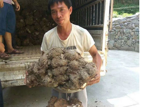 湖南創(chuàng )蕈農業(yè)科技有限公司,懷化食用菌種植銷(xiāo)售,懷化羊肚菌種植銷(xiāo)售,懷化赤松茸種植銷(xiāo)售 湖南創(chuàng )蕈農業(yè)科技有限公司,懷化食用菌種植銷(xiāo)售,懷化羊肚菌種植銷(xiāo)售,懷化赤松茸種植銷(xiāo)售