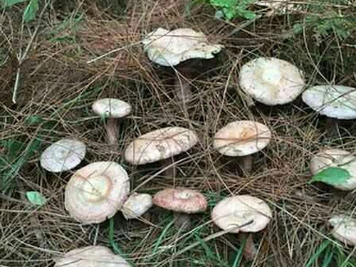 湖南創(chuàng )蕈農業(yè)科技有限公司,懷化食用菌種植銷(xiāo)售,懷化羊肚菌種植銷(xiāo)售,懷化赤松茸種植銷(xiāo)售 湖南創(chuàng )蕈農業(yè)科技有限公司,懷化食用菌種植銷(xiāo)售,懷化羊肚菌種植銷(xiāo)售,懷化赤松茸種植銷(xiāo)售