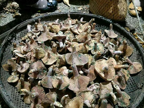 湖南創(chuàng )蕈農業(yè)科技有限公司,懷化食用菌種植銷(xiāo)售,懷化羊肚菌種植銷(xiāo)售,懷化赤松茸種植銷(xiāo)售 湖南創(chuàng )蕈農業(yè)科技有限公司,懷化食用菌種植銷(xiāo)售,懷化羊肚菌種植銷(xiāo)售,懷化赤松茸種植銷(xiāo)售