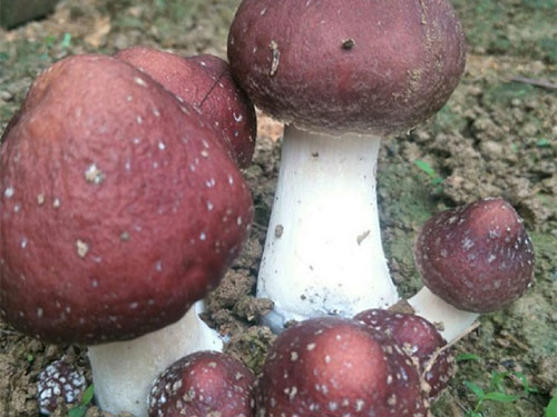 湖南創(chuàng )蕈農業(yè)科技有限公司,懷化食用菌種植銷(xiāo)售,懷化羊肚菌種植銷(xiāo)售,懷化赤松茸種植銷(xiāo)售 湖南創(chuàng )蕈農業(yè)科技有限公司,懷化食用菌種植銷(xiāo)售,懷化羊肚菌種植銷(xiāo)售,懷化赤松茸種植銷(xiāo)售
