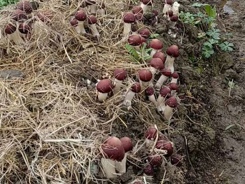 湖南創(chuàng )蕈農業(yè)科技有限公司,懷化食用菌種植銷(xiāo)售,懷化羊肚菌種植銷(xiāo)售,懷化赤松茸種植銷(xiāo)售 湖南創(chuàng )蕈農業(yè)科技有限公司,懷化食用菌種植銷(xiāo)售,懷化羊肚菌種植銷(xiāo)售,懷化赤松茸種植銷(xiāo)售