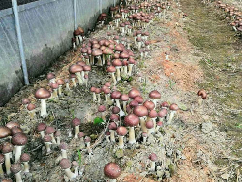 湖南創(chuàng )蕈農業(yè)科技有限公司,懷化食用菌種植銷(xiāo)售,懷化羊肚菌種植銷(xiāo)售,懷化赤松茸種植銷(xiāo)售 湖南創(chuàng )蕈農業(yè)科技有限公司,懷化食用菌種植銷(xiāo)售,懷化羊肚菌種植銷(xiāo)售,懷化赤松茸種植銷(xiāo)售