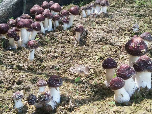 湖南創(chuàng )蕈農業(yè)科技有限公司,懷化食用菌種植銷(xiāo)售,懷化羊肚菌種植銷(xiāo)售,懷化赤松茸種植銷(xiāo)售 湖南創(chuàng )蕈農業(yè)科技有限公司,懷化食用菌種植銷(xiāo)售,懷化羊肚菌種植銷(xiāo)售,懷化赤松茸種植銷(xiāo)售