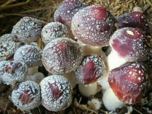 湖南創(chuàng )蕈農業(yè)科技有限公司,懷化食用菌種植銷(xiāo)售,懷化羊肚菌種植銷(xiāo)售,懷化赤松茸種植銷(xiāo)售 湖南創(chuàng )蕈農業(yè)科技有限公司,懷化食用菌種植銷(xiāo)售,懷化羊肚菌種植銷(xiāo)售,懷化赤松茸種植銷(xiāo)售