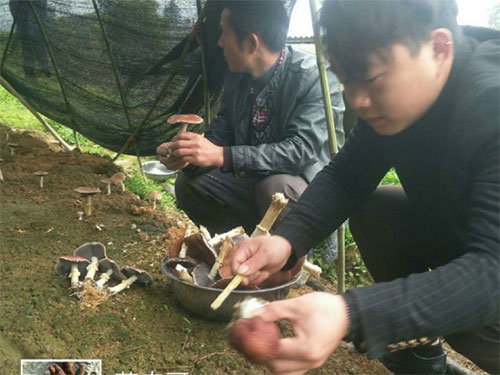 湖南創(chuàng )蕈農業(yè)科技有限公司,懷化食用菌種植銷(xiāo)售,懷化羊肚菌種植銷(xiāo)售,懷化赤松茸種植銷(xiāo)售 湖南創(chuàng )蕈農業(yè)科技有限公司,懷化食用菌種植銷(xiāo)售,懷化羊肚菌種植銷(xiāo)售,懷化赤松茸種植銷(xiāo)售