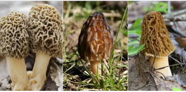 湖南創(chuàng )蕈農業(yè)科技有限公司,懷化食用菌種植銷(xiāo)售,懷化羊肚菌種植銷(xiāo)售,懷化赤松茸種植銷(xiāo)售 湖南創(chuàng )蕈農業(yè)科技有限公司,懷化食用菌種植銷(xiāo)售,懷化羊肚菌種植銷(xiāo)售,懷化赤松茸種植銷(xiāo)售