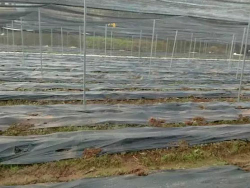 湖南創(chuàng )蕈農業(yè)科技有限公司,懷化食用菌種植銷(xiāo)售,懷化羊肚菌種植銷(xiāo)售,懷化赤松茸種植銷(xiāo)售 湖南創(chuàng )蕈農業(yè)科技有限公司,懷化食用菌種植銷(xiāo)售,懷化羊肚菌種植銷(xiāo)售,懷化赤松茸種植銷(xiāo)售
