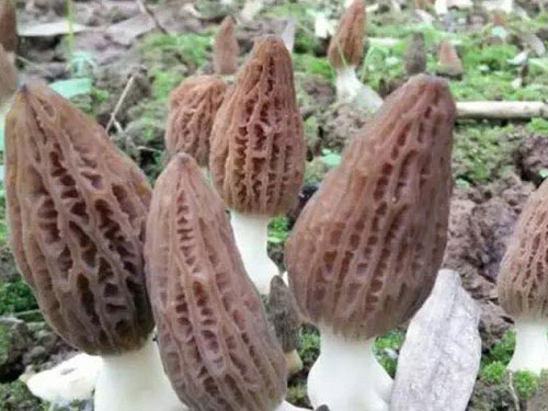 湖南創(chuàng )蕈農業(yè)科技有限公司,懷化食用菌種植銷(xiāo)售,懷化羊肚菌種植銷(xiāo)售,懷化赤松茸種植銷(xiāo)售 湖南創(chuàng )蕈農業(yè)科技有限公司,懷化食用菌種植銷(xiāo)售,懷化羊肚菌種植銷(xiāo)售,懷化赤松茸種植銷(xiāo)售