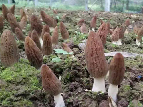 湖南創(chuàng )蕈農業(yè)科技有限公司,懷化食用菌種植銷(xiāo)售,懷化羊肚菌種植銷(xiāo)售,懷化赤松茸種植銷(xiāo)售 湖南創(chuàng )蕈農業(yè)科技有限公司,懷化食用菌種植銷(xiāo)售,懷化羊肚菌種植銷(xiāo)售,懷化赤松茸種植銷(xiāo)售