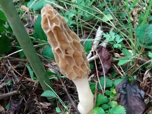 湖南創(chuàng )蕈農業(yè)科技有限公司,懷化食用菌種植銷(xiāo)售,懷化羊肚菌種植銷(xiāo)售,懷化赤松茸種植銷(xiāo)售 湖南創(chuàng )蕈農業(yè)科技有限公司,懷化食用菌種植銷(xiāo)售,懷化羊肚菌種植銷(xiāo)售,懷化赤松茸種植銷(xiāo)售