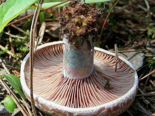 湖南創(chuàng )蕈農業(yè)科技有限公司,懷化食用菌種植銷(xiāo)售,懷化羊肚菌種植銷(xiāo)售,懷化赤松茸種植銷(xiāo)售 湖南創(chuàng )蕈農業(yè)科技有限公司,懷化食用菌種植銷(xiāo)售,懷化羊肚菌種植銷(xiāo)售,懷化赤松茸種植銷(xiāo)售