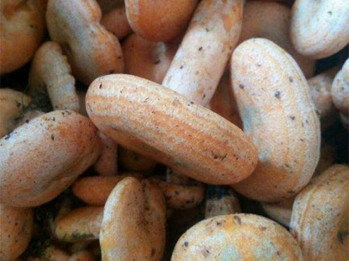 湖南創(chuàng )蕈農業(yè)科技有限公司,懷化食用菌種植銷(xiāo)售,懷化羊肚菌種植銷(xiāo)售,懷化赤松茸種植銷(xiāo)售 湖南創(chuàng )蕈農業(yè)科技有限公司,懷化食用菌種植銷(xiāo)售,懷化羊肚菌種植銷(xiāo)售,懷化赤松茸種植銷(xiāo)售