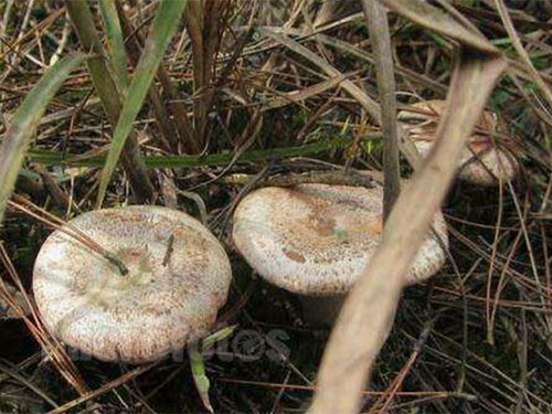 湖南創(chuàng )蕈農業(yè)科技有限公司,懷化食用菌種植銷(xiāo)售,懷化羊肚菌種植銷(xiāo)售,懷化赤松茸種植銷(xiāo)售 湖南創(chuàng )蕈農業(yè)科技有限公司,懷化食用菌種植銷(xiāo)售,懷化羊肚菌種植銷(xiāo)售,懷化赤松茸種植銷(xiāo)售
