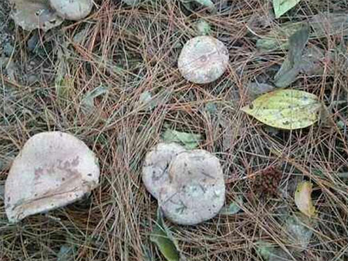 湖南創(chuàng )蕈農業(yè)科技有限公司,懷化食用菌種植銷(xiāo)售,懷化羊肚菌種植銷(xiāo)售,懷化赤松茸種植銷(xiāo)售 湖南創(chuàng )蕈農業(yè)科技有限公司,懷化食用菌種植銷(xiāo)售,懷化羊肚菌種植銷(xiāo)售,懷化赤松茸種植銷(xiāo)售