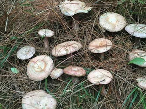 湖南創(chuàng )蕈農業(yè)科技有限公司,懷化食用菌種植銷(xiāo)售,懷化羊肚菌種植銷(xiāo)售,懷化赤松茸種植銷(xiāo)售 湖南創(chuàng )蕈農業(yè)科技有限公司,懷化食用菌種植銷(xiāo)售,懷化羊肚菌種植銷(xiāo)售,懷化赤松茸種植銷(xiāo)售