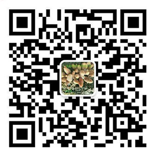 湖南創(chuàng )蕈農業(yè)科技有限公司,懷化食用菌種植銷(xiāo)售,懷化羊肚菌種植銷(xiāo)售,懷化赤松茸種植銷(xiāo)售 湖南創(chuàng )蕈農業(yè)科技有限公司,懷化食用菌種植銷(xiāo)售,懷化羊肚菌種植銷(xiāo)售,懷化赤松茸種植銷(xiāo)售