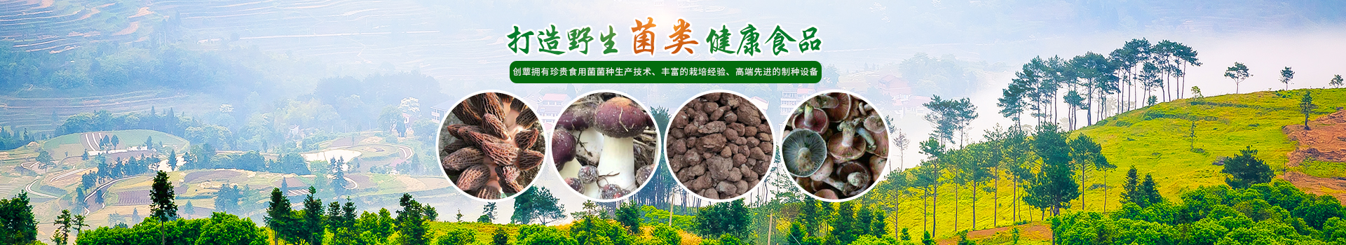 湖南創(chuàng  )蕈農業(yè)科技有限公司_懷化食用菌種植銷(xiāo)售|懷化羊肚菌種植銷(xiāo)售|懷化赤松茸種植銷(xiāo)售