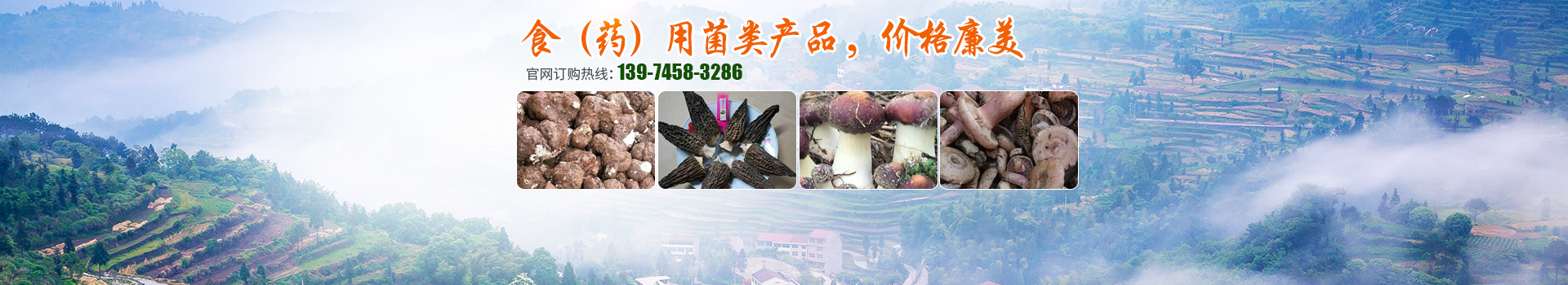 湖南創(chuàng  )蕈農業(yè)科技有限公司_懷化食用菌種植銷(xiāo)售|懷化羊肚菌種植銷(xiāo)售|懷化赤松茸種植銷(xiāo)售