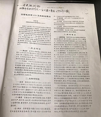 湖南創(chuàng  )蕈農業(yè)科技有限公司,懷化食用菌種植銷(xiāo)售,懷化羊肚菌種植銷(xiāo)售,懷化赤松茸種植銷(xiāo)售
